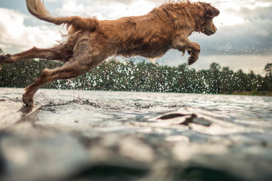 Dog jumping into water