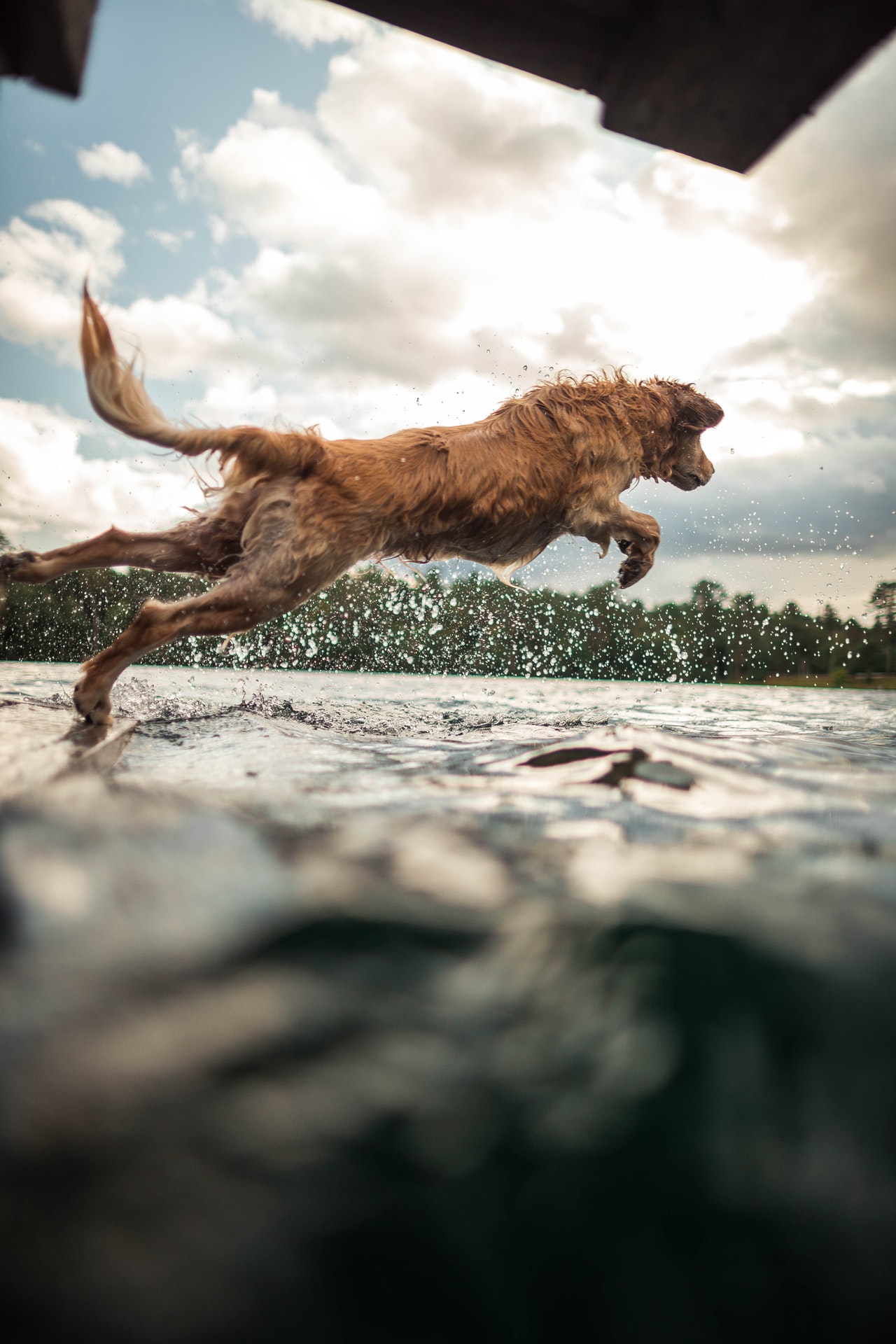 Dog jumping into water